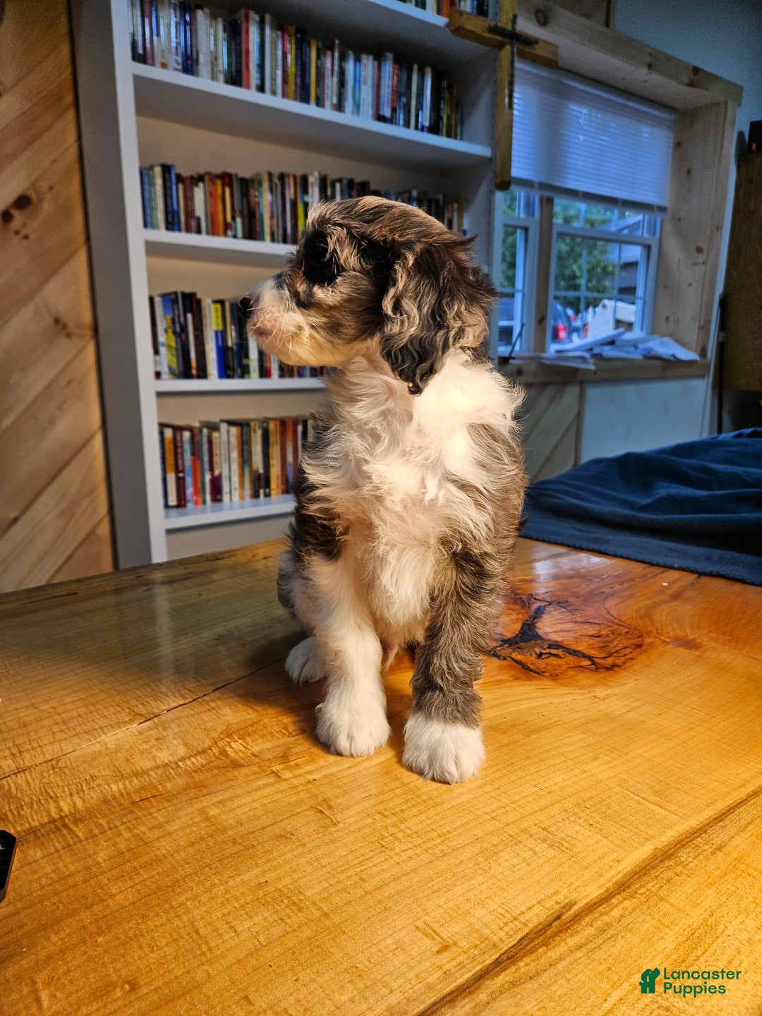 Mixed Breed dogs for sale: Harry - Ad 8