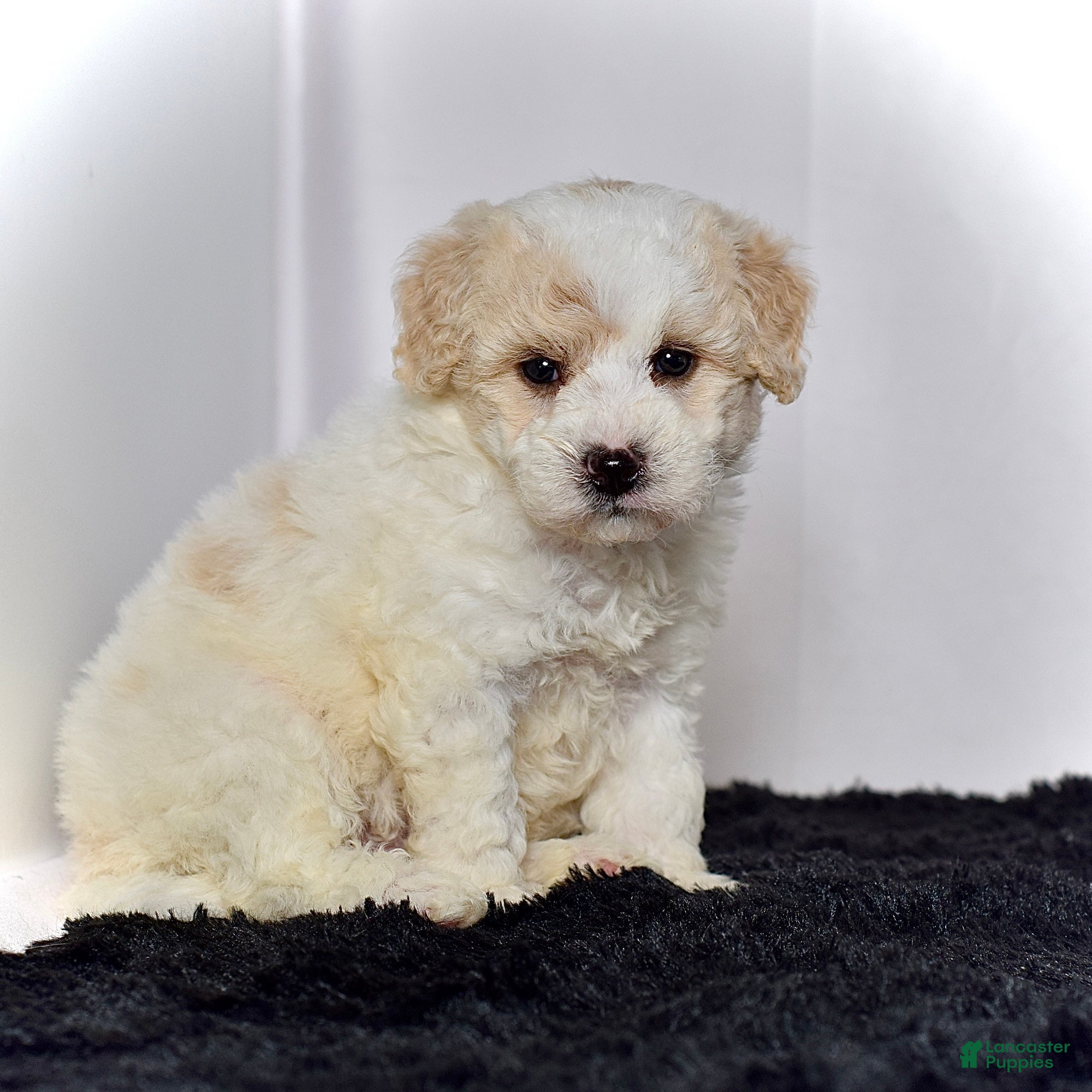 Mini Goldendoodle dogs for sale: Mr. Kaden - Ad 5