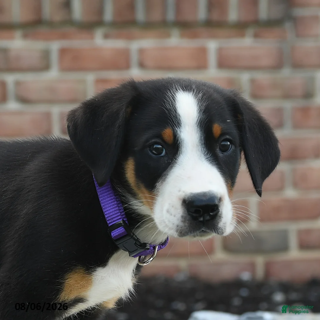 Greater Swiss Mountain Dog dogs for sale: Piper - Ad 2