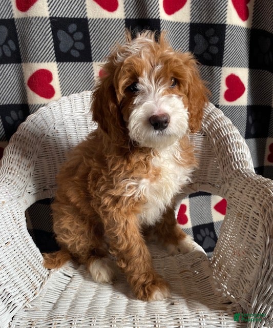 Mini Goldendoodle dogs Champ - Ad 14