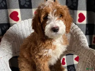 Mini Goldendoodle dogs Champ - Ad 14