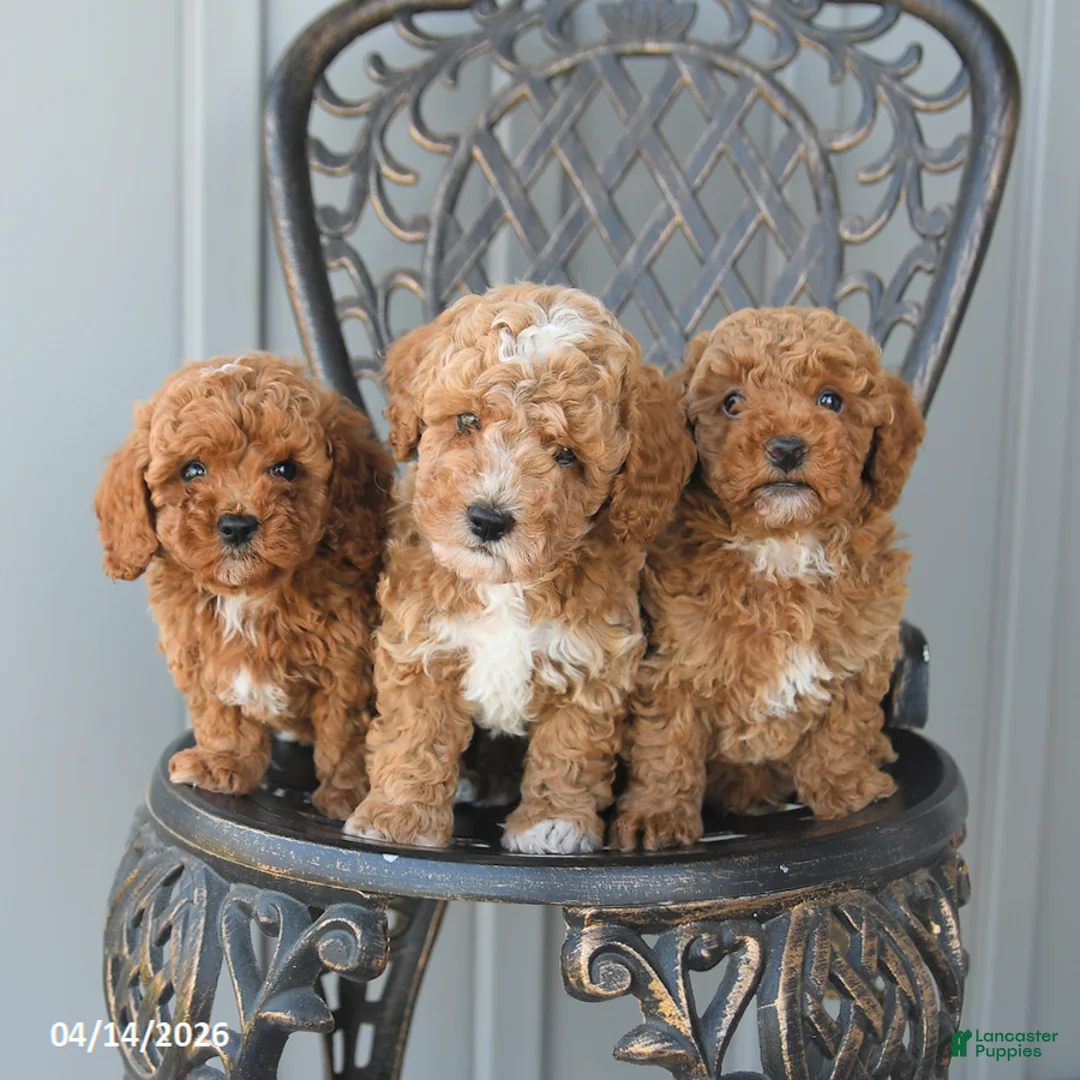Toy Poodle dogs for sale: Cookie - Ad 5