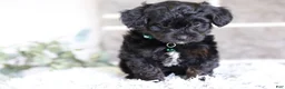 Yorkiepoo dogs for sale: Bentley - Ad 7