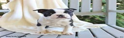 Boston Terrier dogs for sale: Checkers - Ad 4
