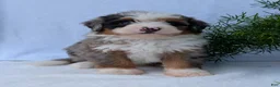 Mini Bernedoodle dogs for sale: Mini Marlo  - Ad 16