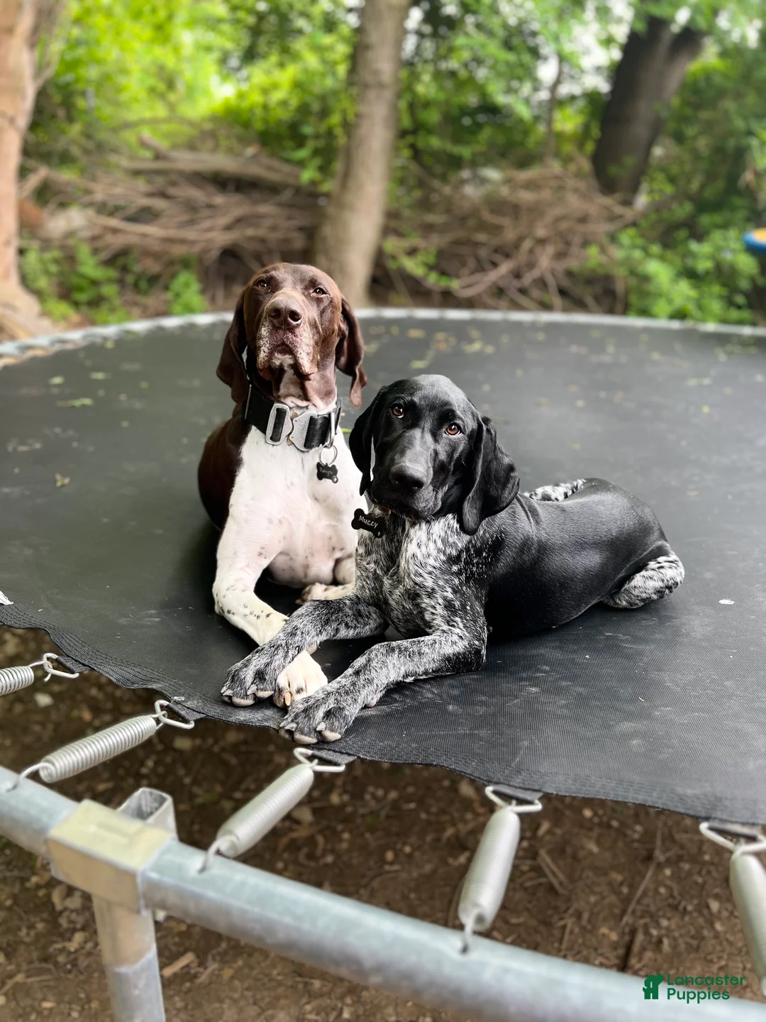 German Shorthaired Pointer dogs for sale: Muzzy aka Bear - Ad 1