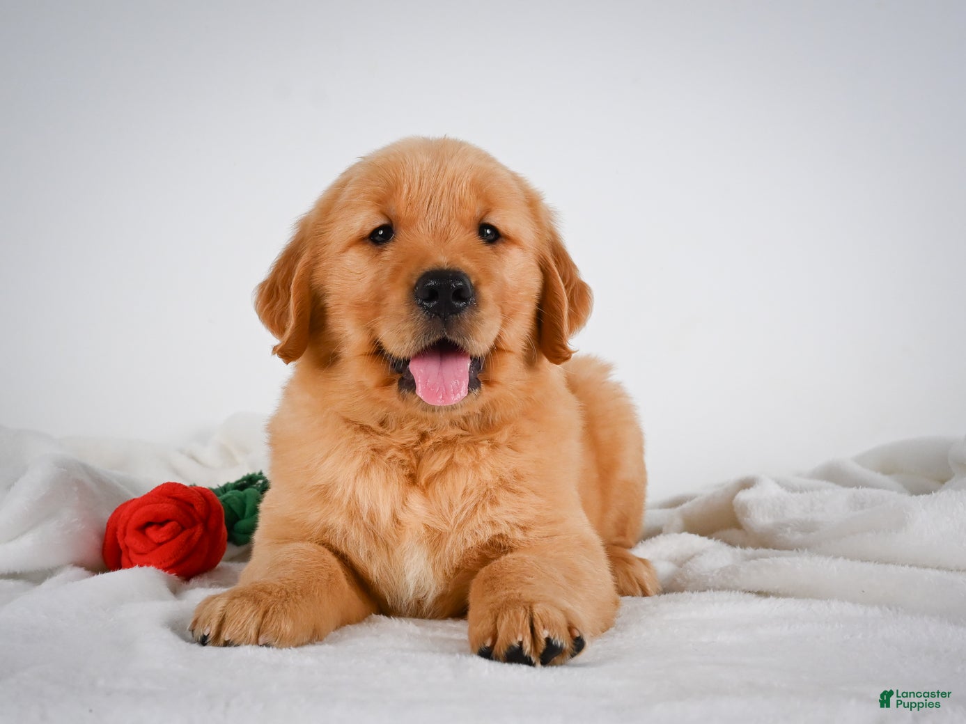 Golden Retriever dogs for sale: Roscoe - Ad 1