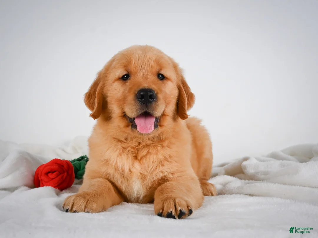 Golden Retriever dogs for sale: Roscoe - Ad 1