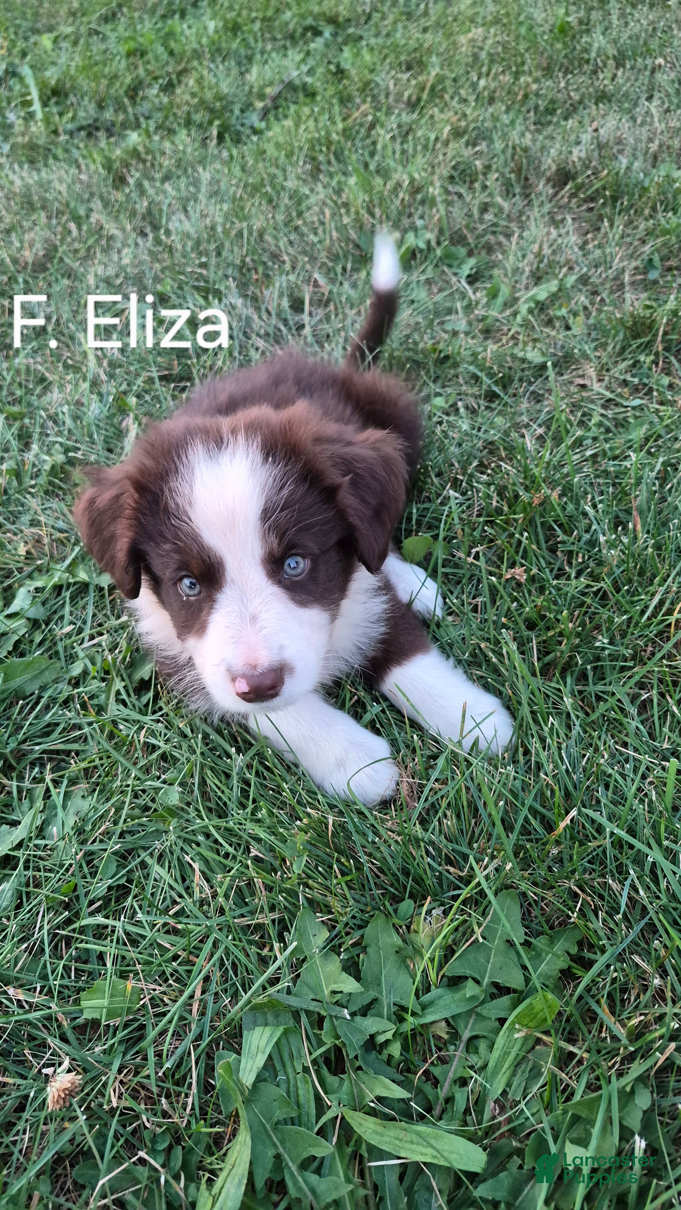 Australian Shepherd dogs Eliza, A.U. 9 - Ad 1