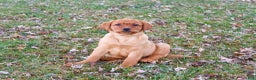 Labrador Retriever dogs for sale: Scarlet  - Ad 5