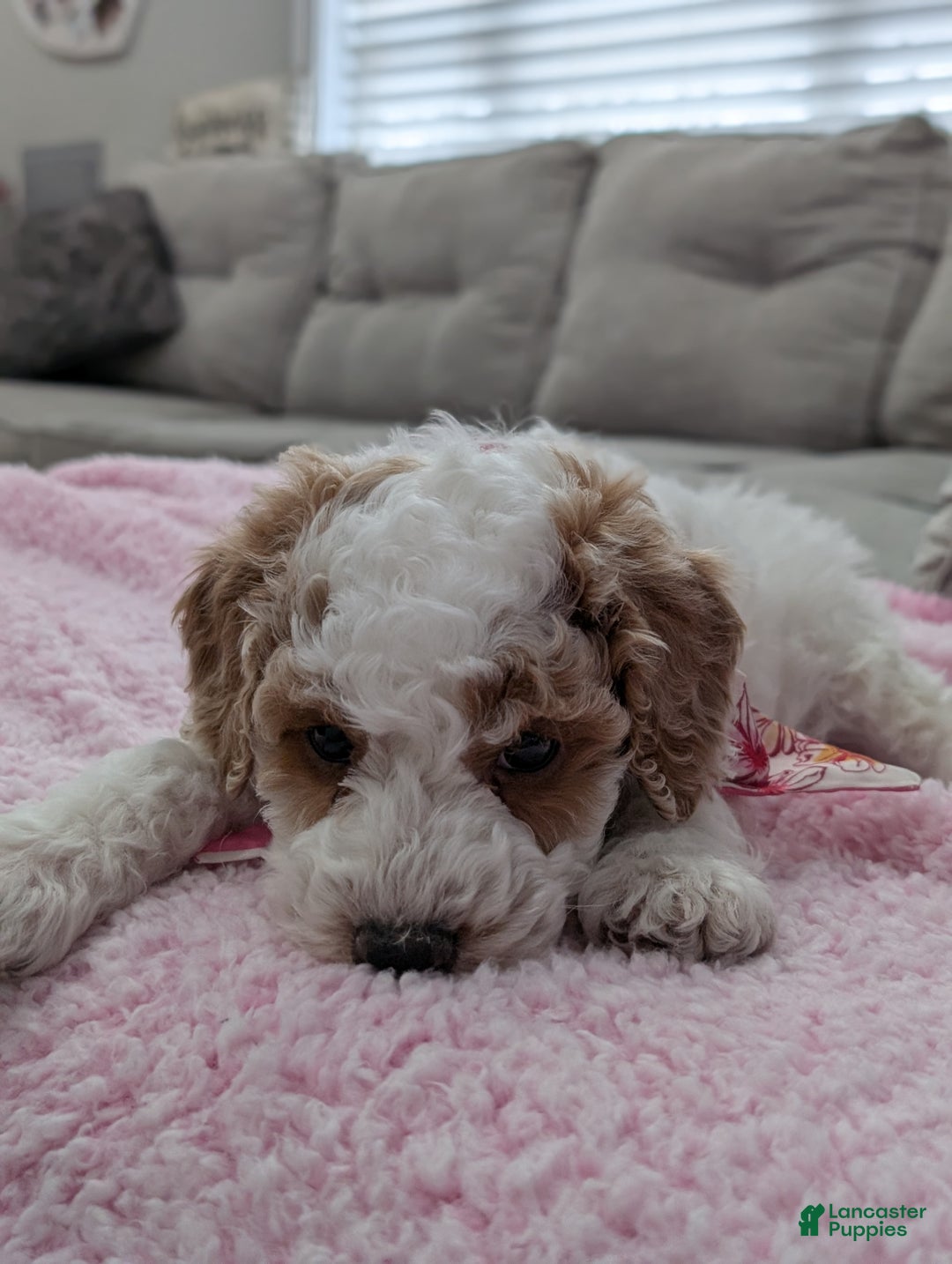 Toy Poodle dogs for sale: Woody  - Ad 6