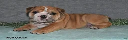 English Bulldog dogs for sale: Jenson - Ad 4