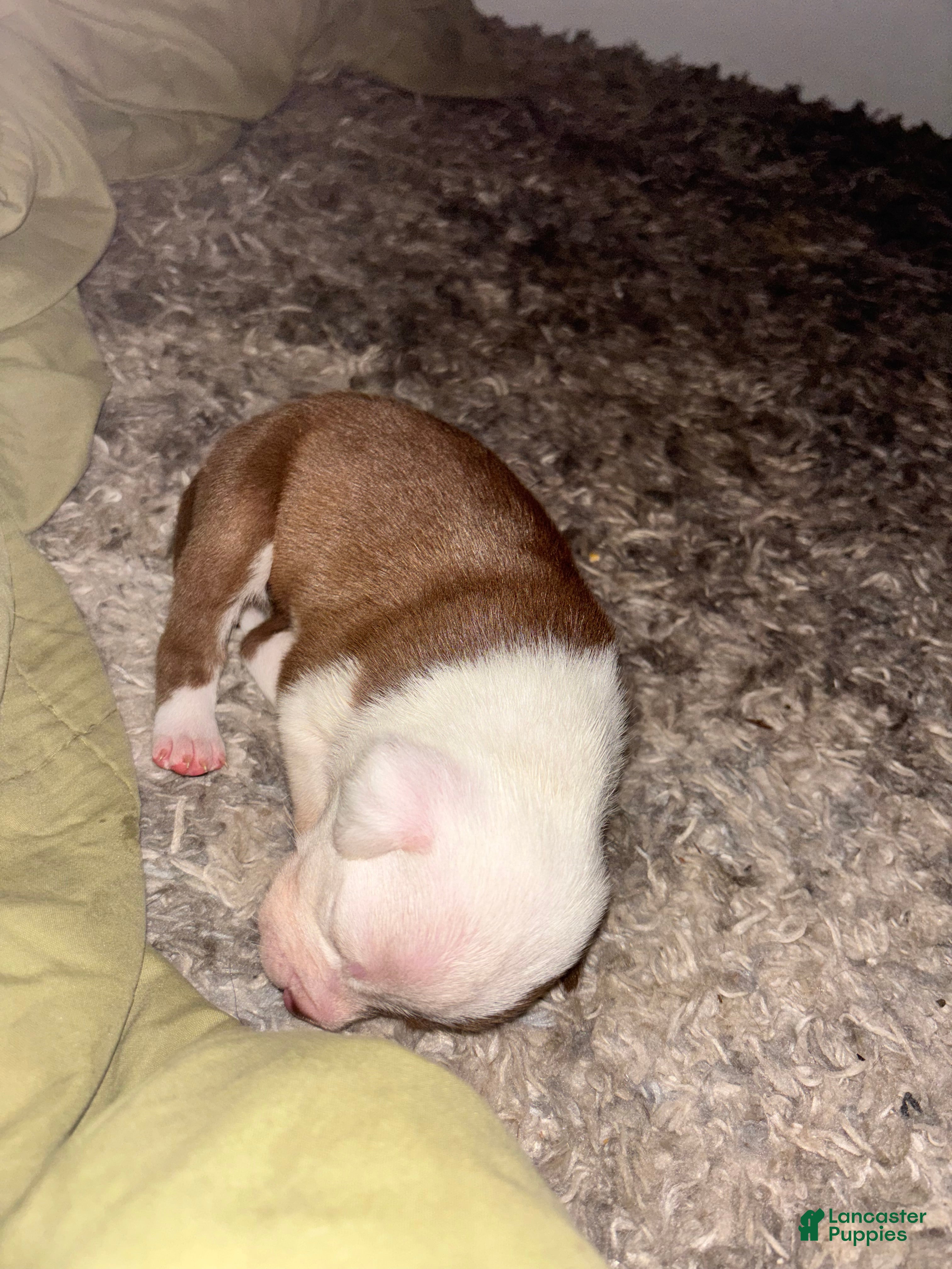 American Bully dogs Phantom - Ad 17