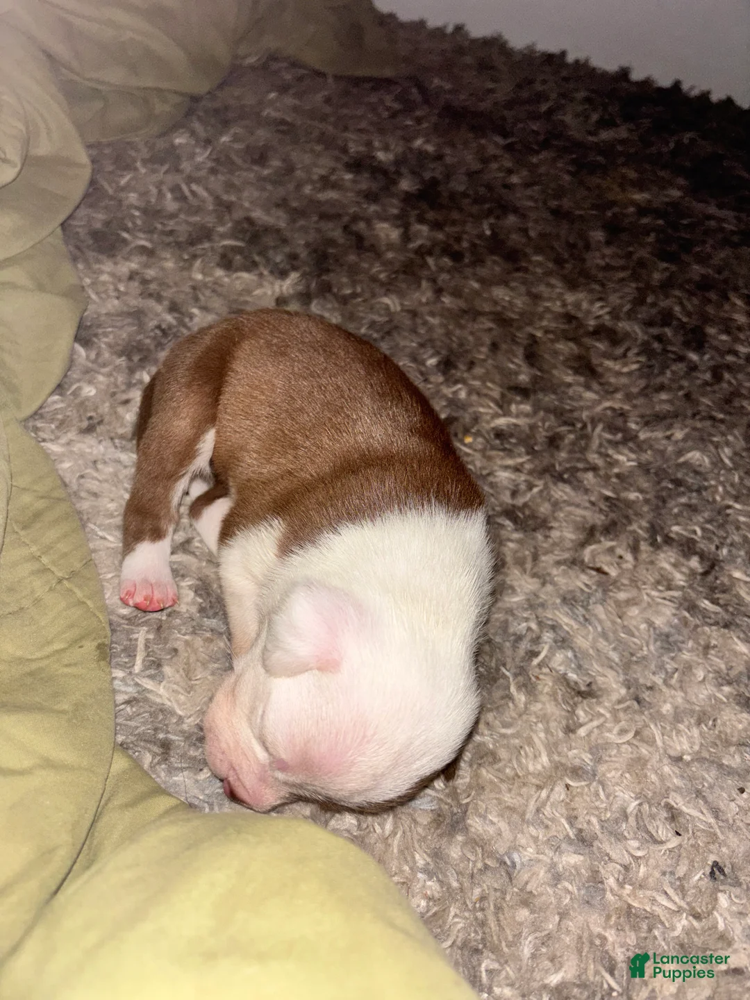 American Bully dogs for sale: Phantom - Ad 1