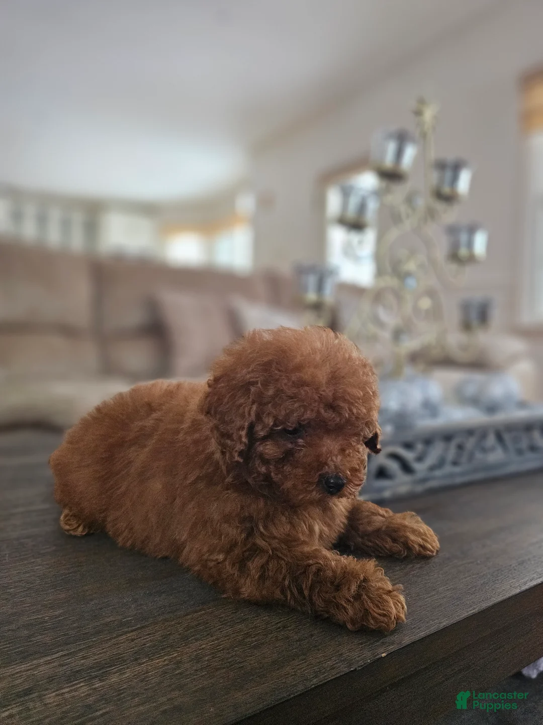 Toy Poodle dogs for sale: Toy Poodle Puppy 1 - Ad 3