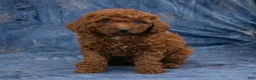 Miniature Poodle dogs for sale: Sabrina - Ad 6