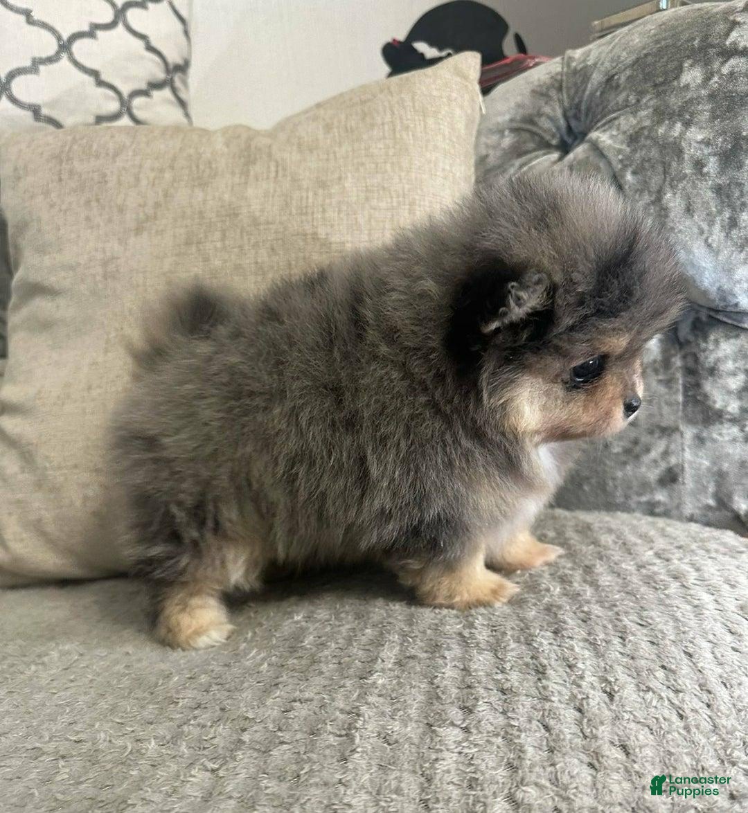 Pomeranian dogs for sale: Benji - Ad 6