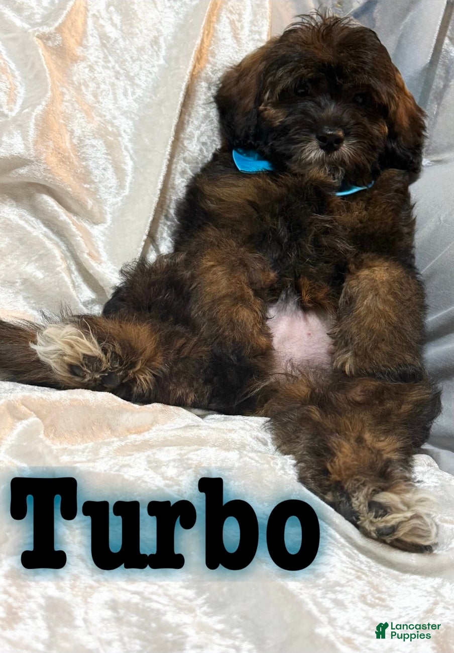 Mini Goldendoodle dogs Turbo - Ad 19