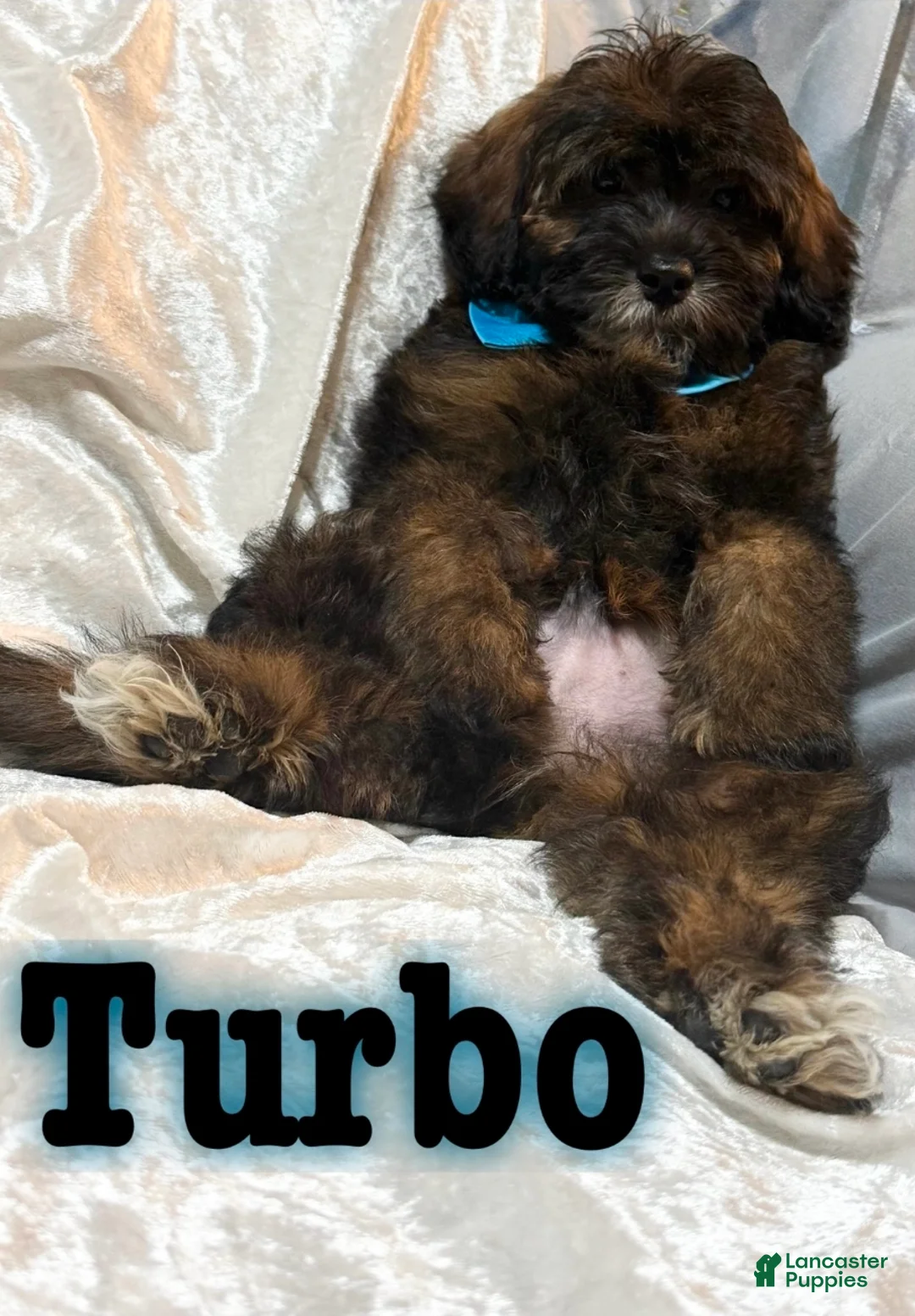 Mini Goldendoodle dogs for sale: Turbo - Ad 1