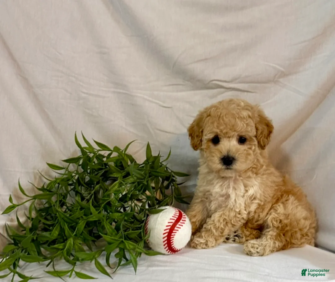 Toy Poodle dogs for sale: Kobe  - Ad 1