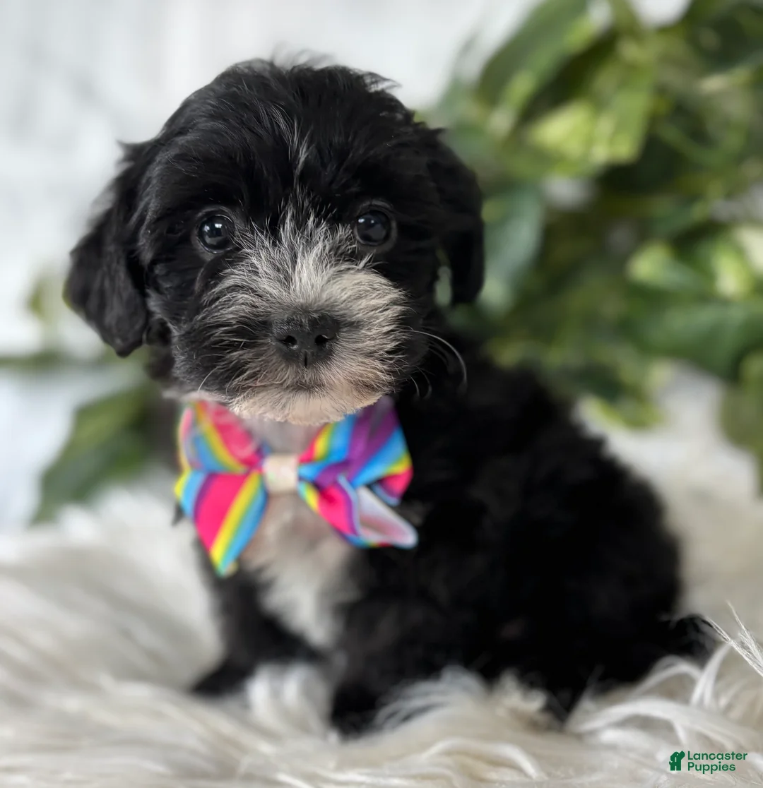 Morkie dogs for sale: Patrick - Ad 6