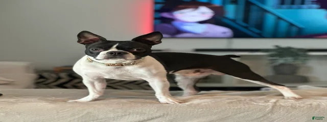 Ace