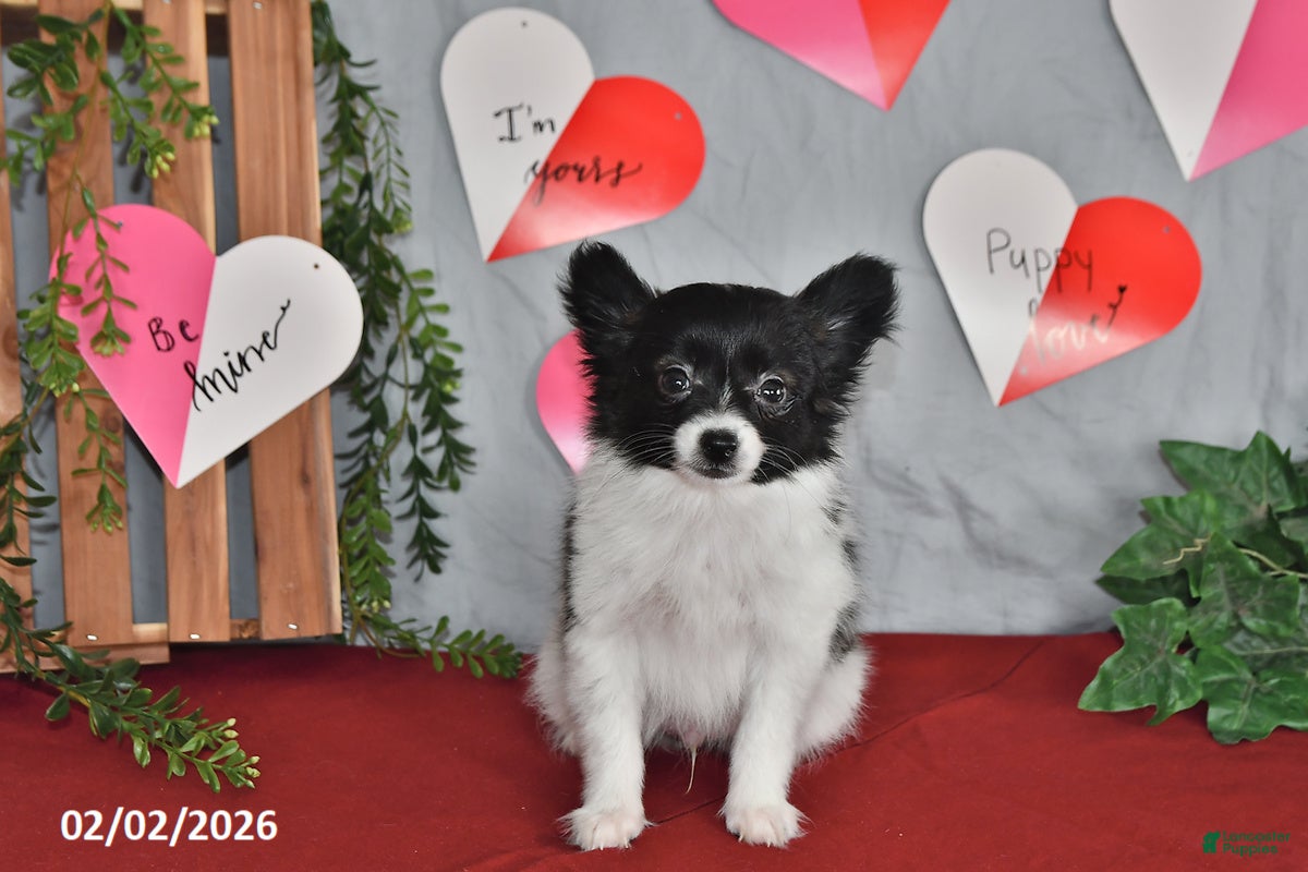 Papillon dogs Chocolate - Ad 28