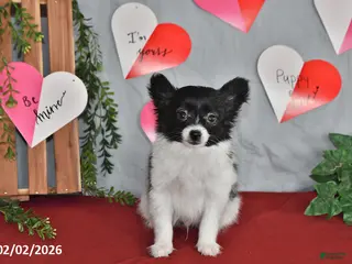 Papillon dogs Chocolate - Ad 28