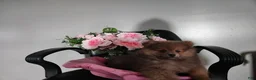 Pomeranian dogs for sale: Pomeranian Puppy 2 Baxter - Ad 3