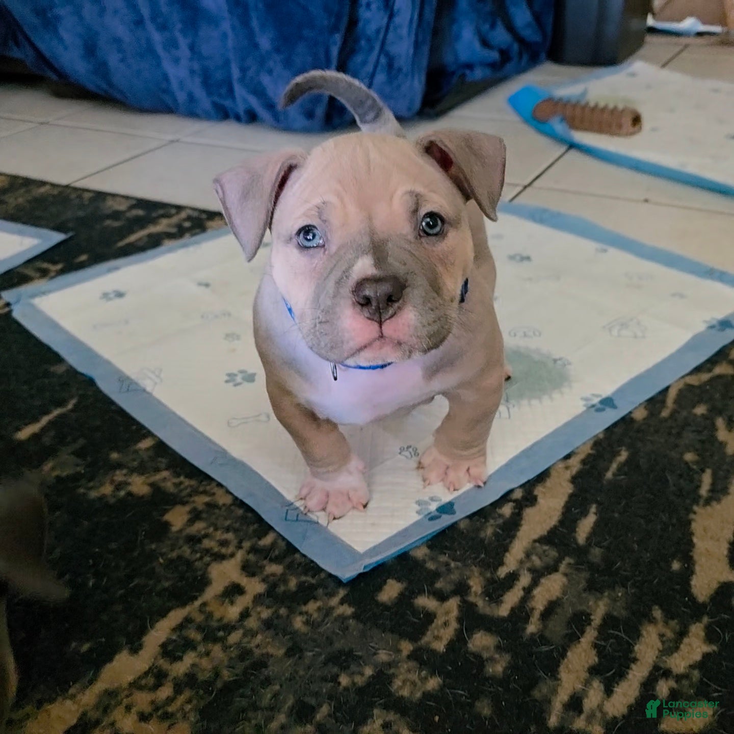 American Bully dogs Montana - Ad 2