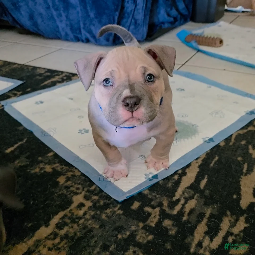 American Bully dogs for sale: Montana - Ad 1