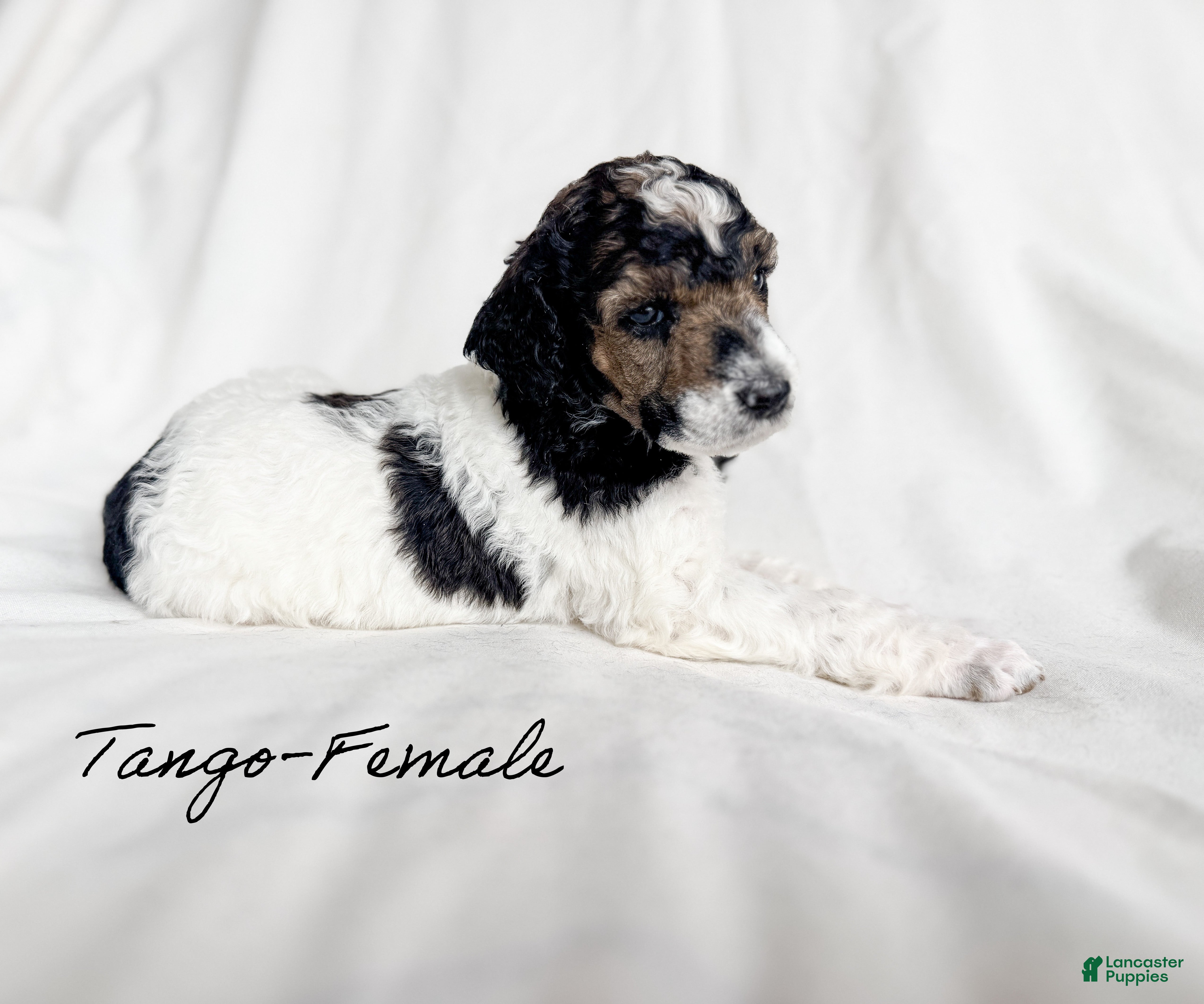 Standard Poodle dogs Tango - Ad 38