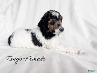 Standard Poodle dogs Tango - Ad 25