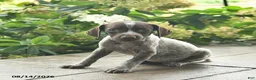 German Shorthaired Pointer dogs for sale: Dutchess  - Ad 5