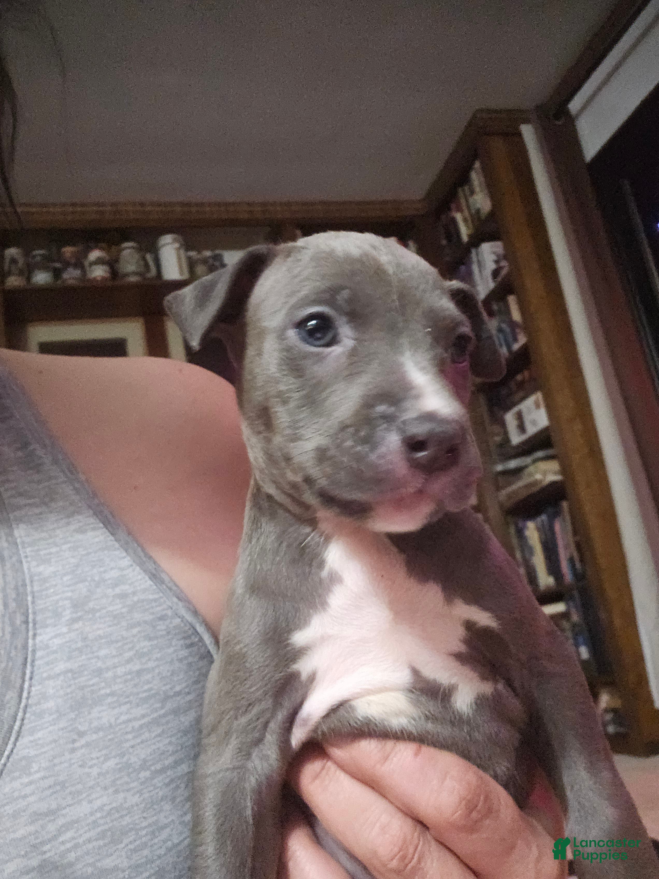 American Pit Bull Terrier dogs Blue Nose Pitbul Loki - Ad 20