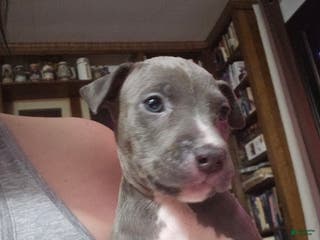 American Pit Bull Terrier dogs Blue Nose Pitbul Loki - Ad 25
