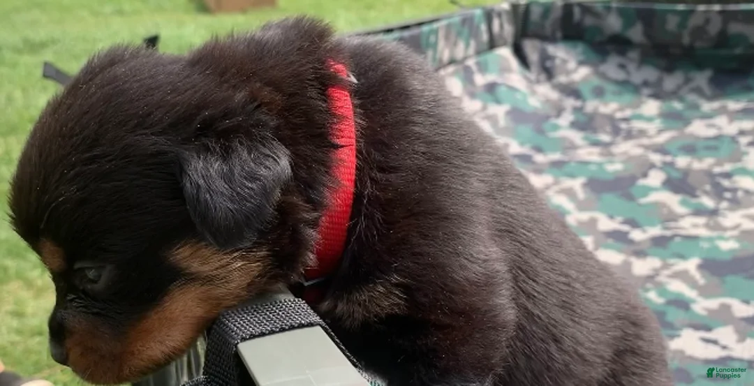 Rottweiler dogs for sale: Red Male - Ad 2