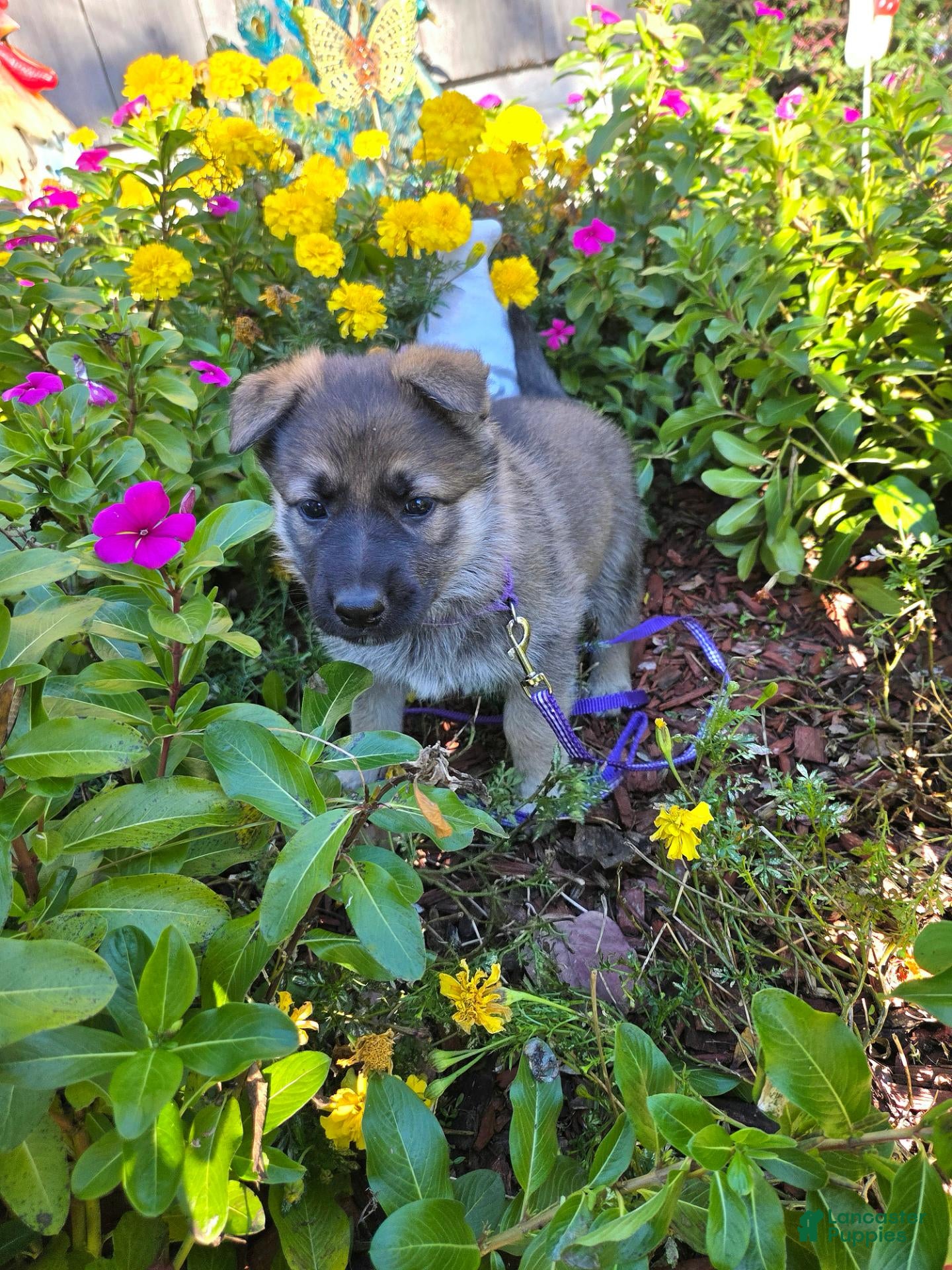 German Shepherd dogs for sale: Jolly - Ad 2