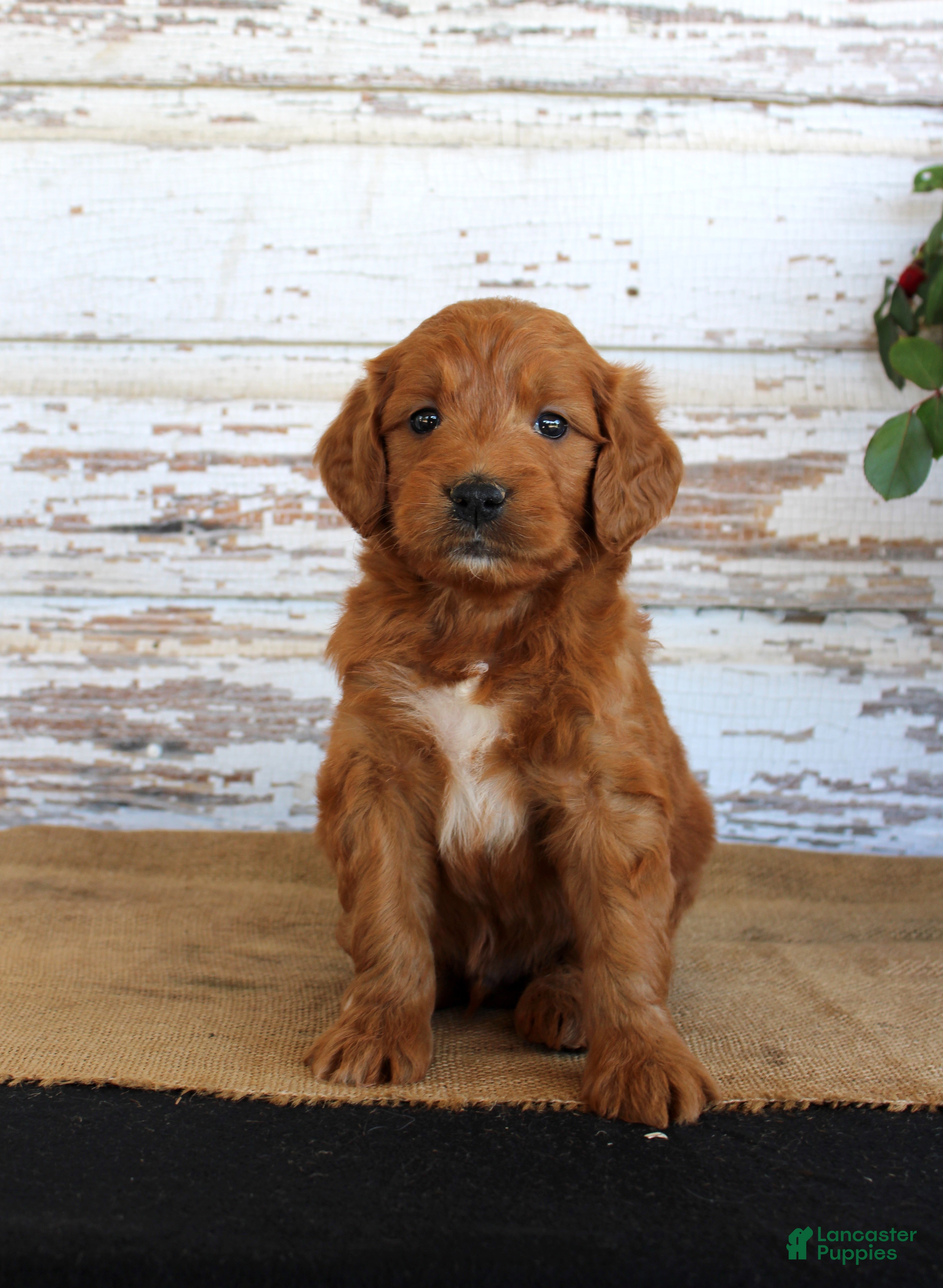 Mini Goldendoodle dogs JoJo - Ad 24