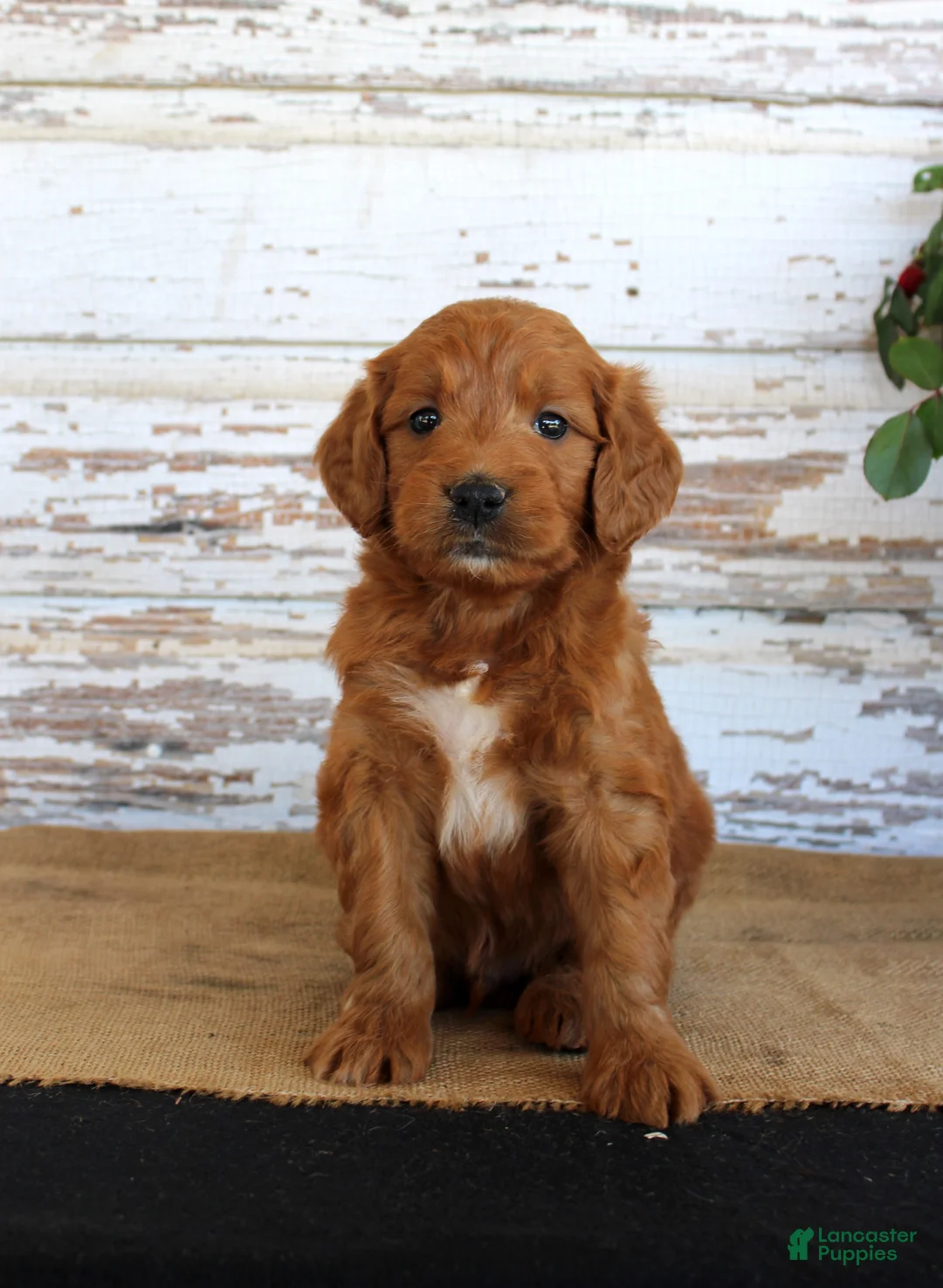 Mini Goldendoodle dogs for sale: JoJo - Ad 1