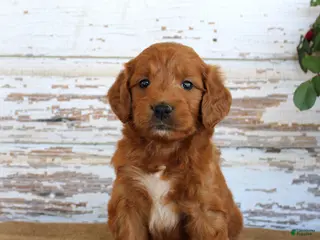 Mini Goldendoodle dogs JoJo - Ad 24