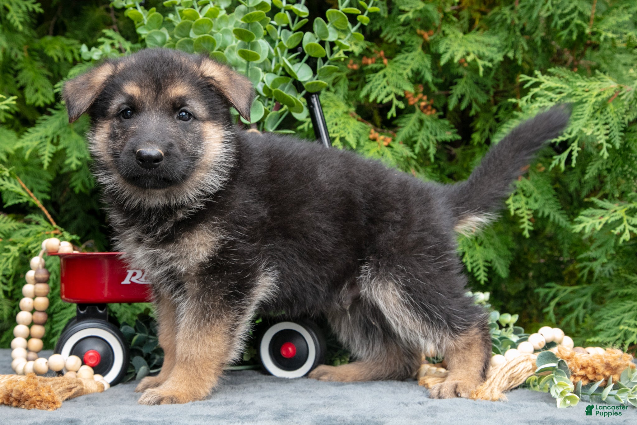 German Shepherd dogs Victor - Ad 2