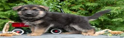 German Shepherd dogs for sale: Victor - Ad 2