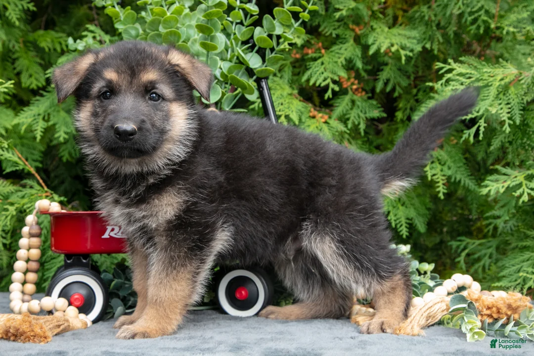 German Shepherd dogs for sale: Victor - Ad 2