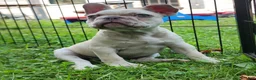 French Bulldog dogs for sale: Mello - Ad 11
