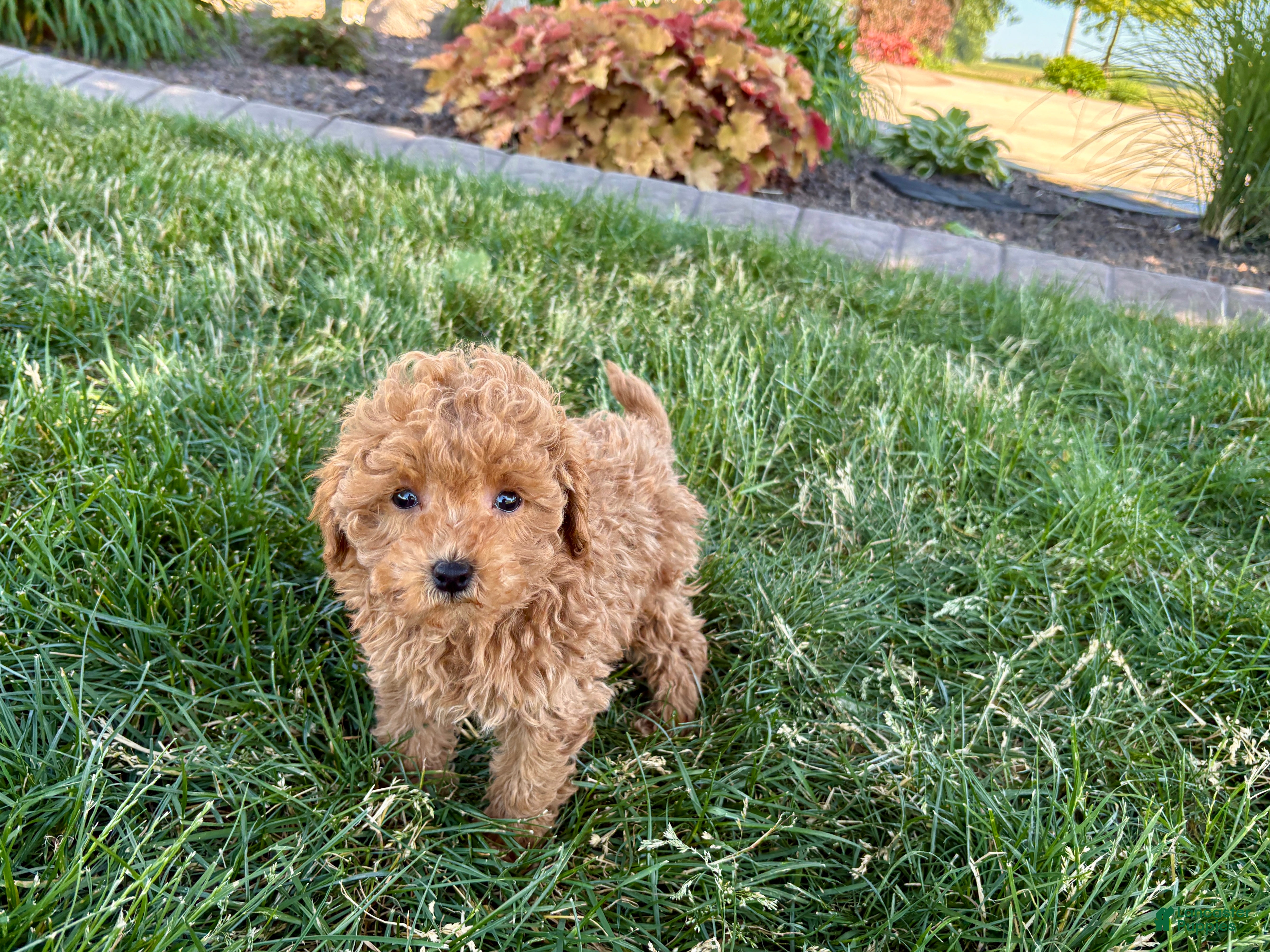 Maltipoo dogs for sale: Ada - Ad 11