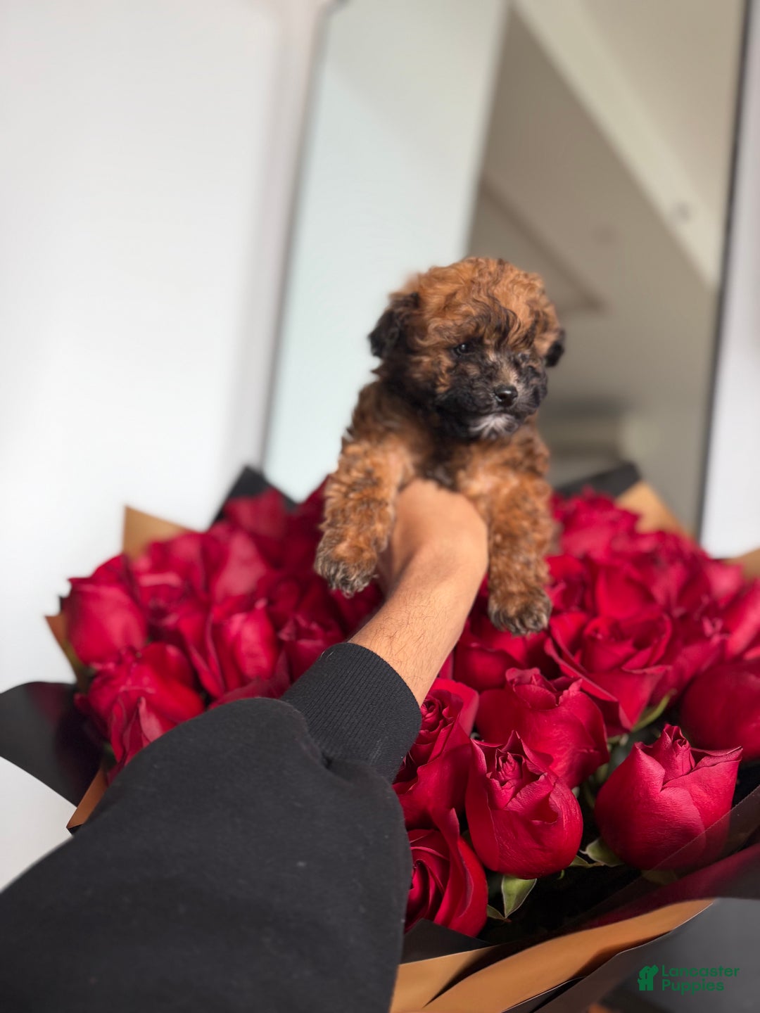 Toy Poodle dogs for sale: Teacup 4-5lbs - Ad 3