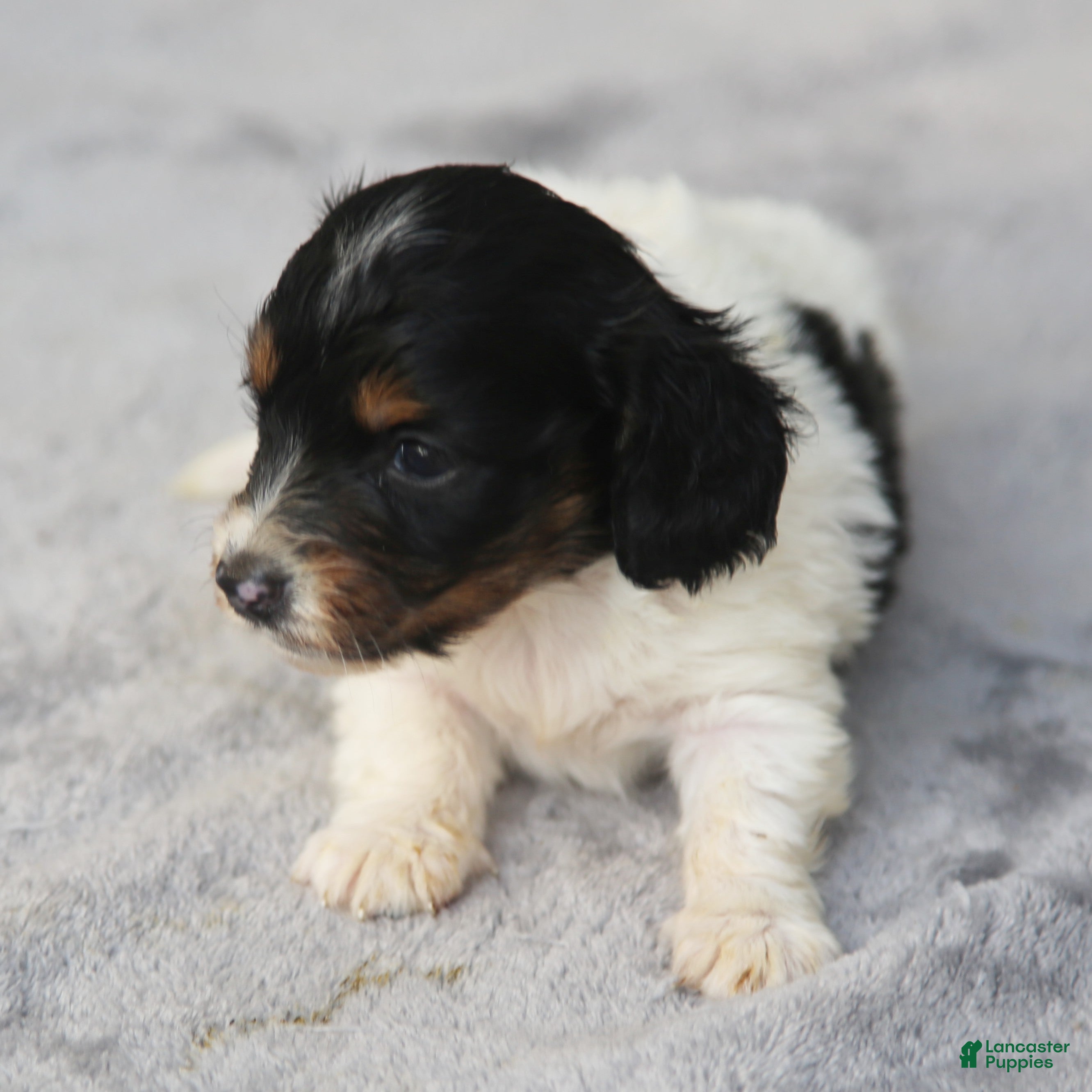 Dachshund dogs for sale: Black and Tan Brindle Piebald Male - Ad 1