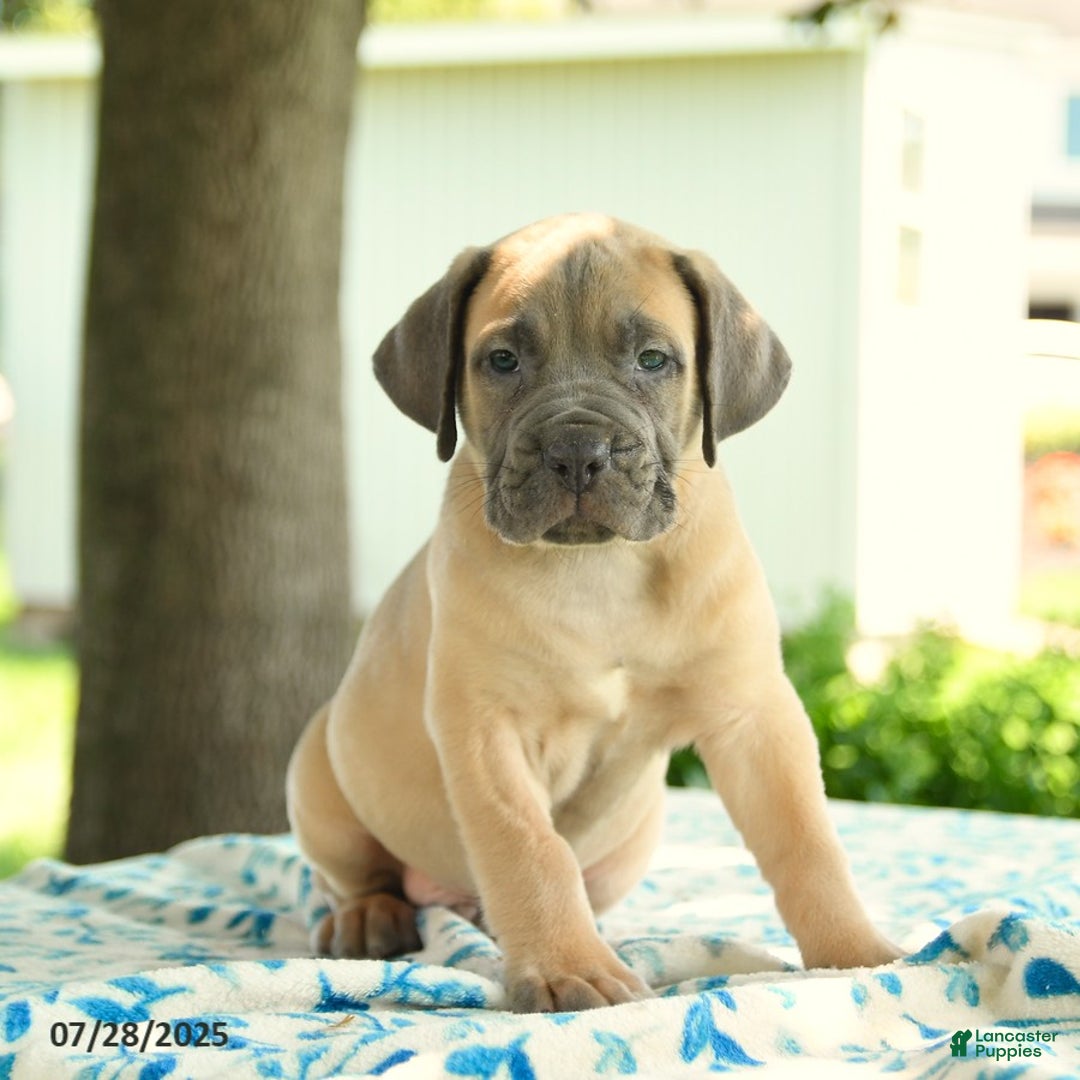 Cane Corso And South African Mastiff Mix Henrique Cane Corso - Main Image