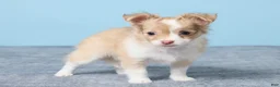 Chihuahua dogs for sale: Minty - Ad 4